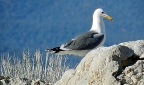 California Gull: 800x472